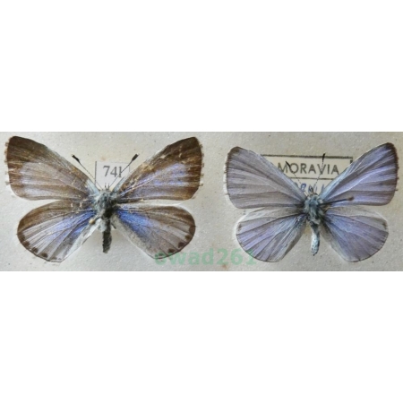Celastrina argiolus (Linnaeus, 1758) pair Modraszek wieszczek Czech74l